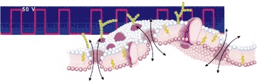 Fig. 2: Elettroporazione